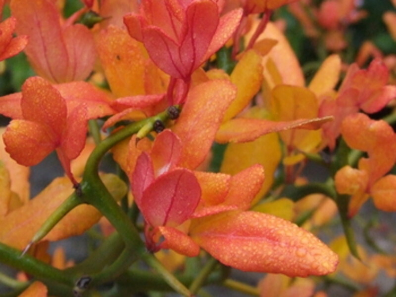 Poncirus trifoliata 'Flying Dragon' (Bitter Orange or Hardy Orange)