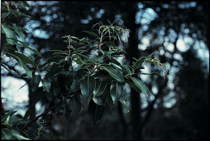 Arbutus 'Marina' (Madrone)