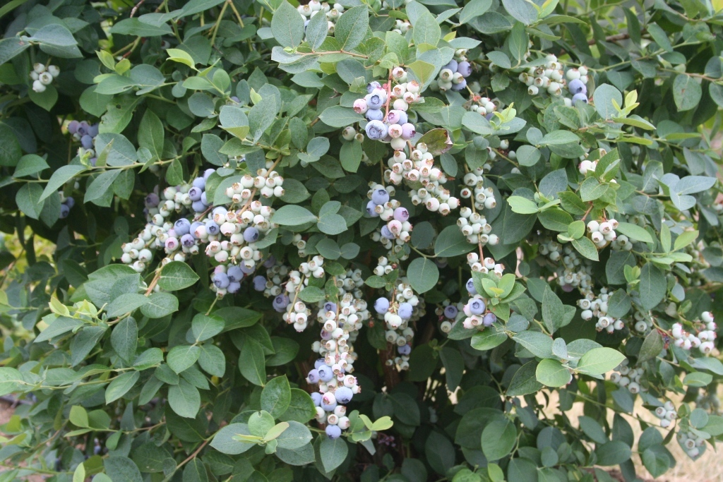 Vaccinium corymbosum x 'FLX2' PP19381