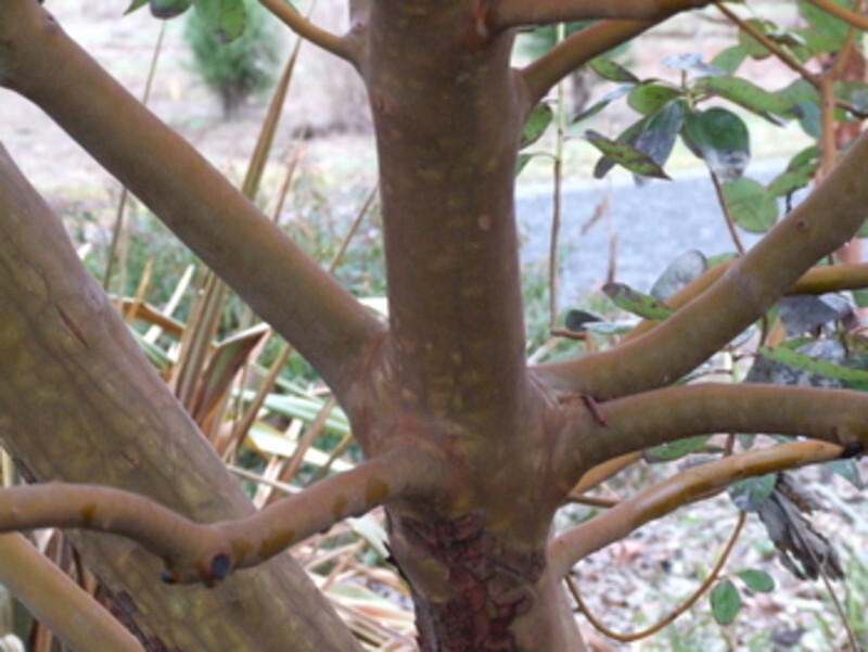 Arbutus menziesii (Madrone)