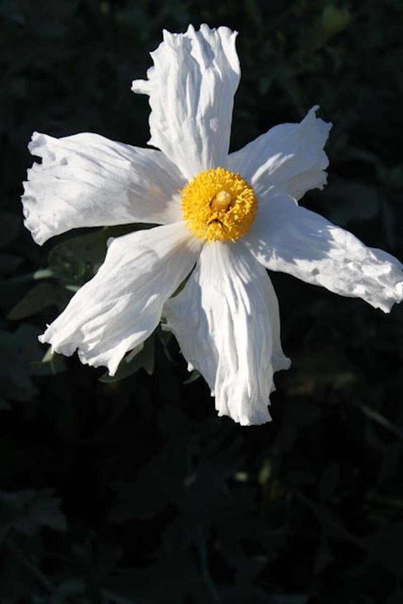 Romneya coulteri (Matilija Poppy)