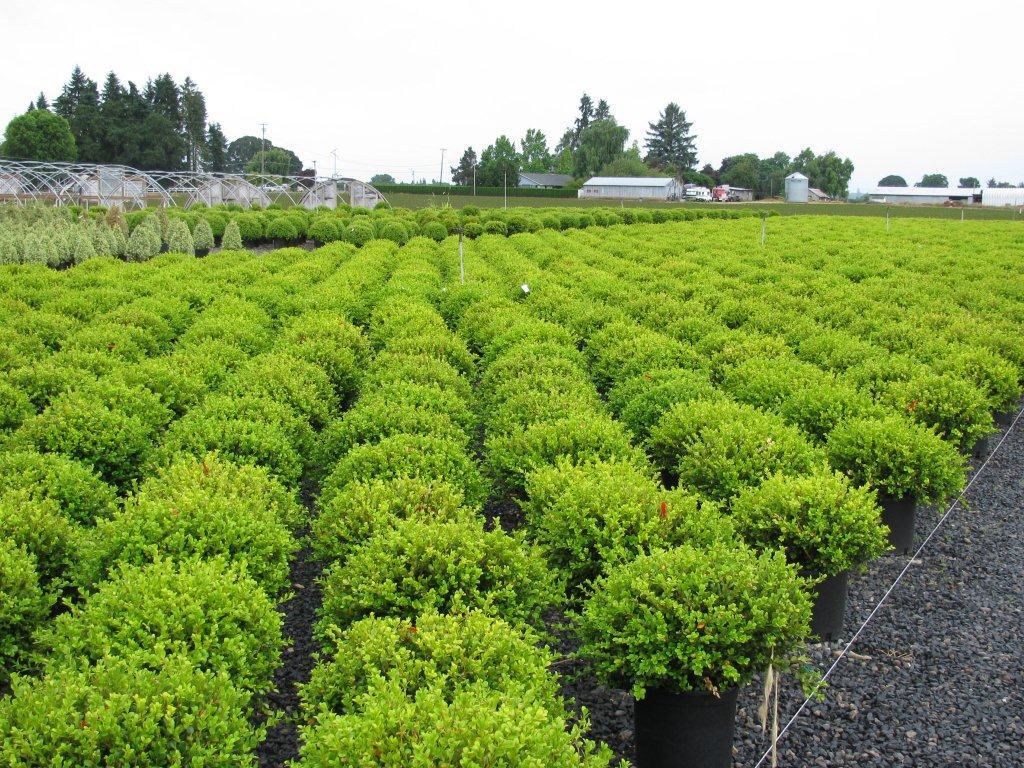 Buxus microphylla 'Wintergreen'