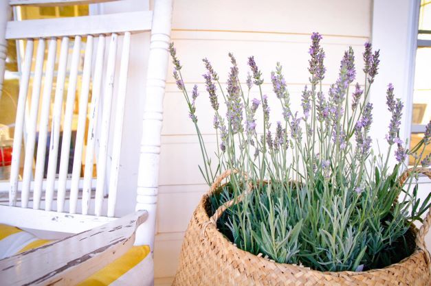 Sensational!® Lavender