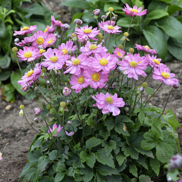 Pink Curtain Call Japanese Anemone