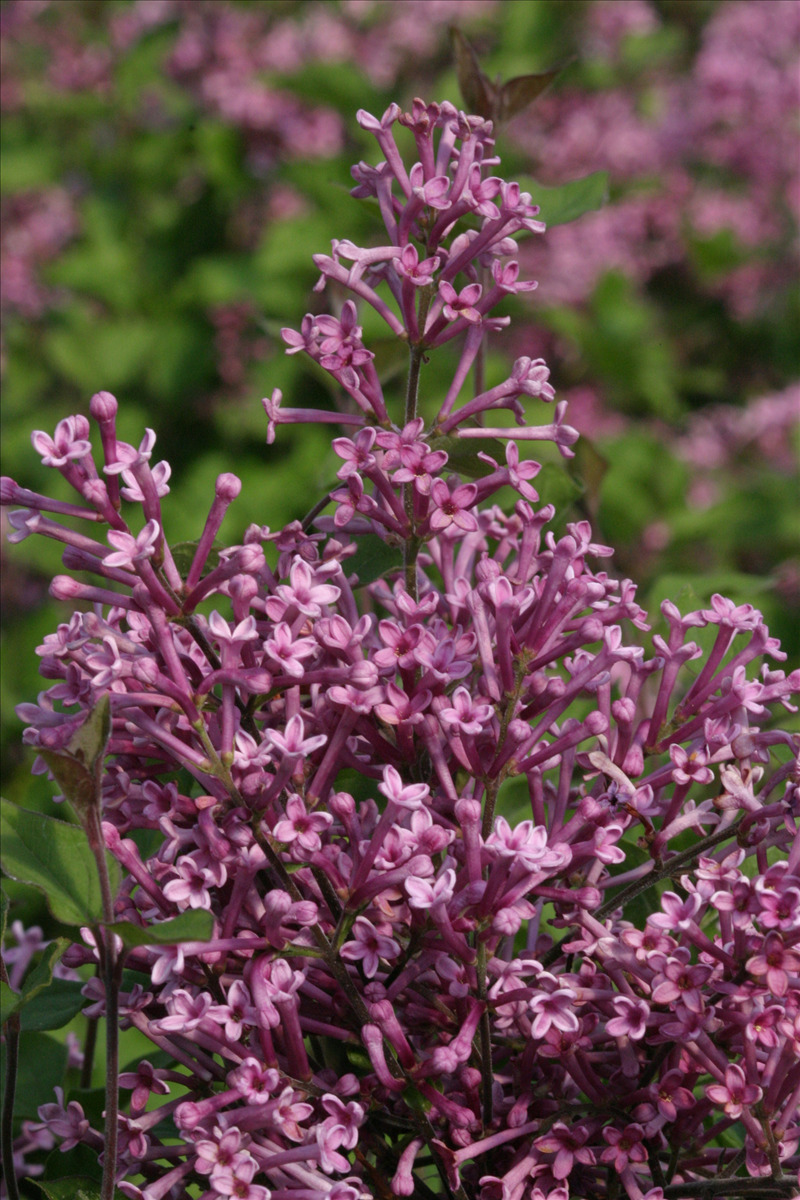 Syringa x 'Penda' PP20575