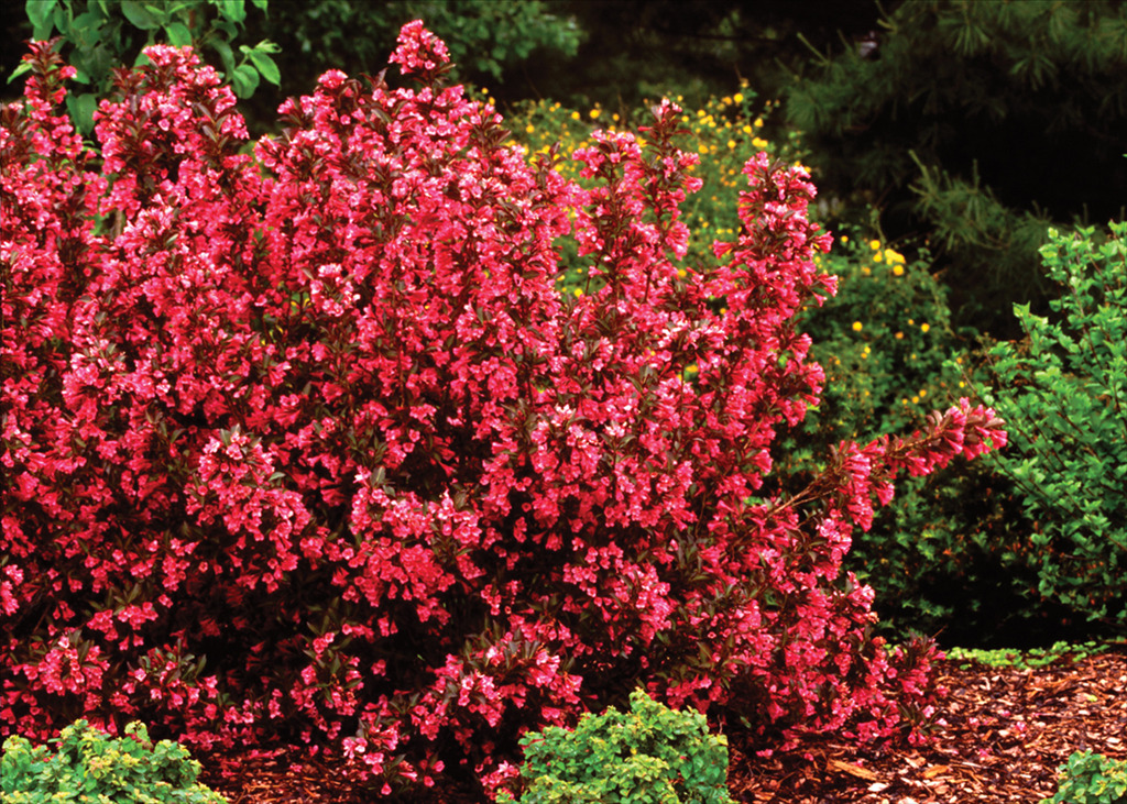 Weigela florida 'Alexandra' PP10772