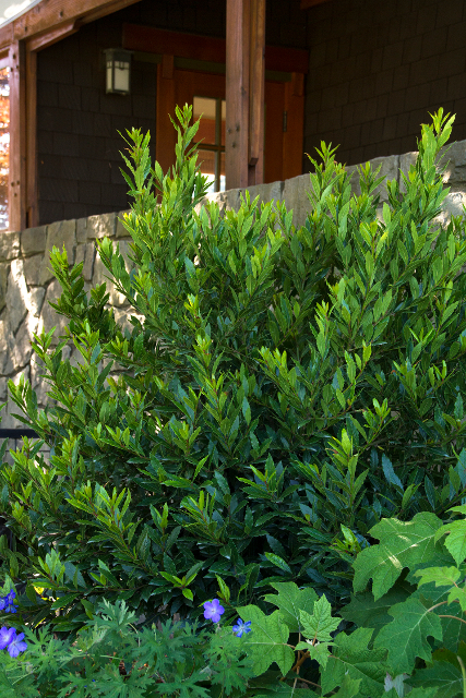 Laurus nobilis 'MonRik' PP25915