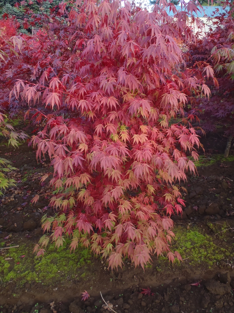 Acer palmatum var. dissectum 'Orange Flame'