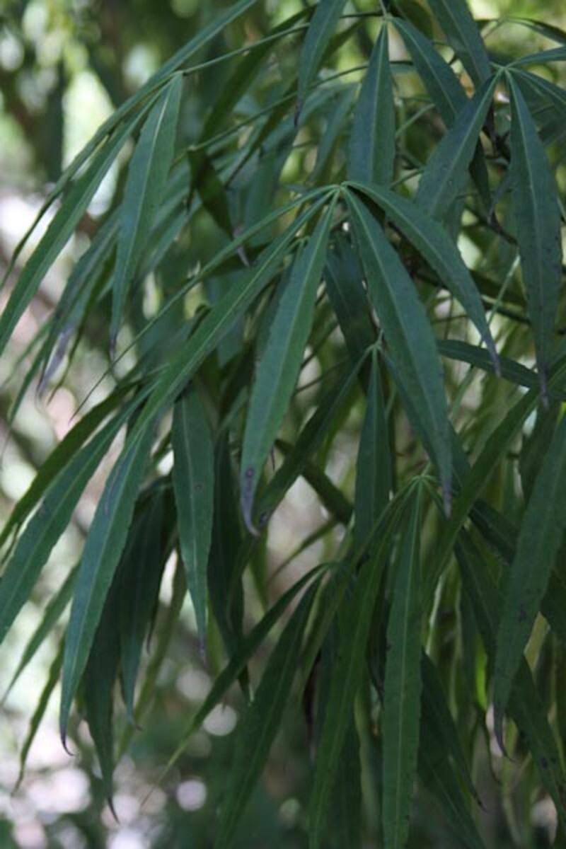 Metapanax delavayi (Delavay False Ginseng)