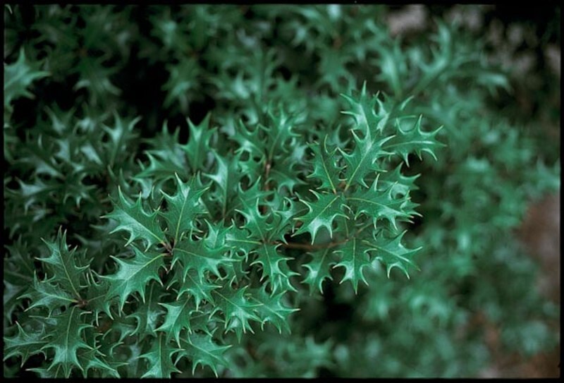 Osmanthus heterophyllus 'Gulftide' (Holly-leaf Osmanthus)