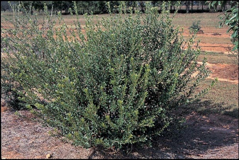 Pittosporum heterophyllum (Chinese Pittosporum)