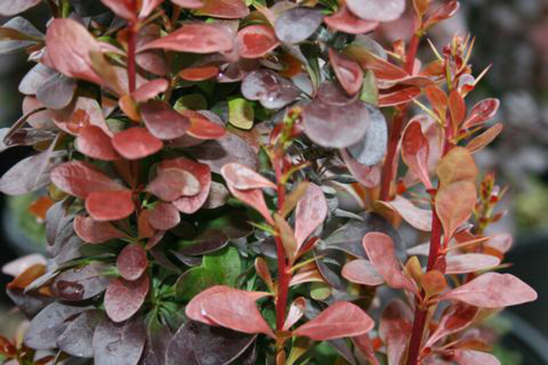 Berberis thunbergii 'Helmond Pillar' (Japanese Barberry)