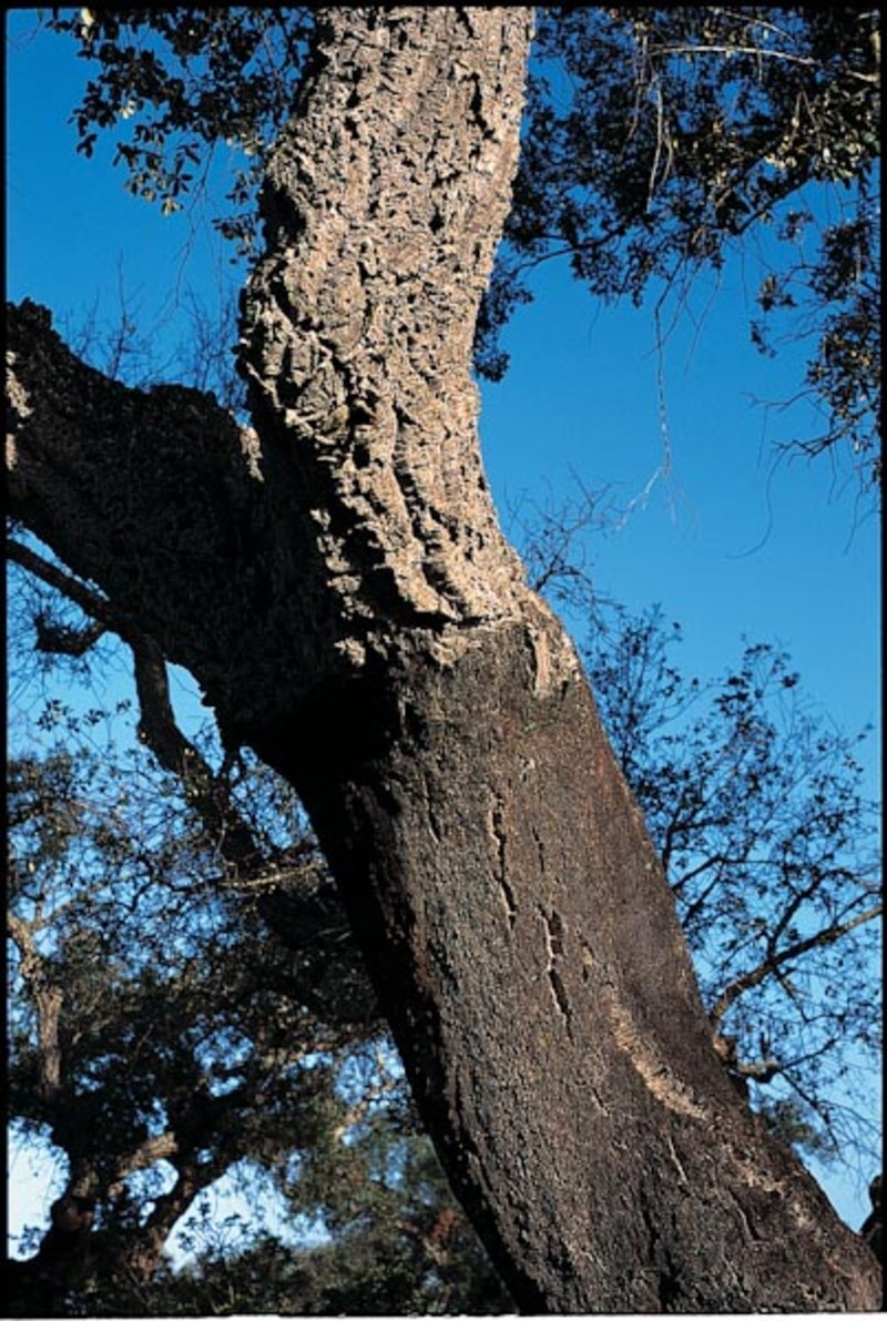 Quercus suber (Southern Plains Shumard Oak)