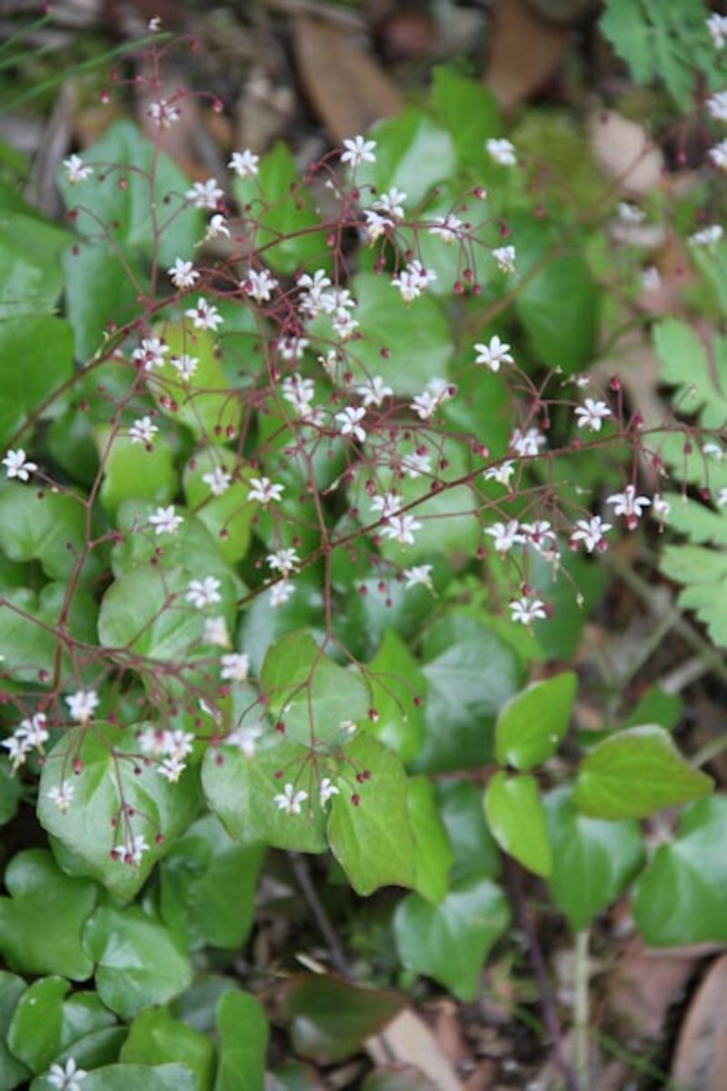 Vancouveria hexandra (Inside-Out Flower or American Barrenwort)