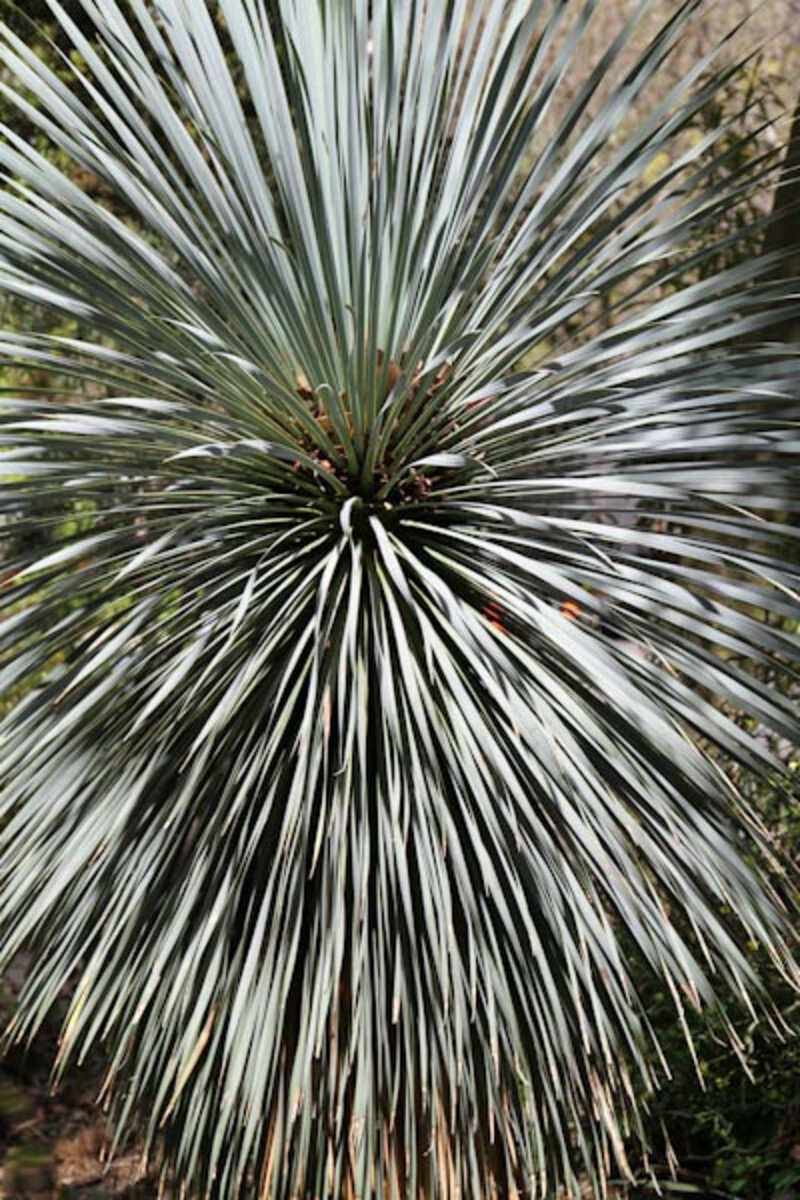 Yucca rostrata 'Sapphire Skies' (Adams Needle)