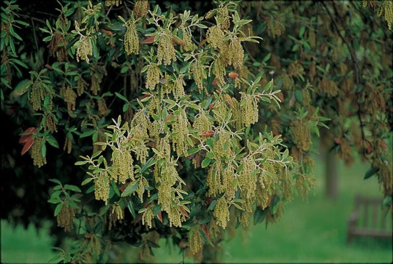 Quercus ilex (Holly Oak)