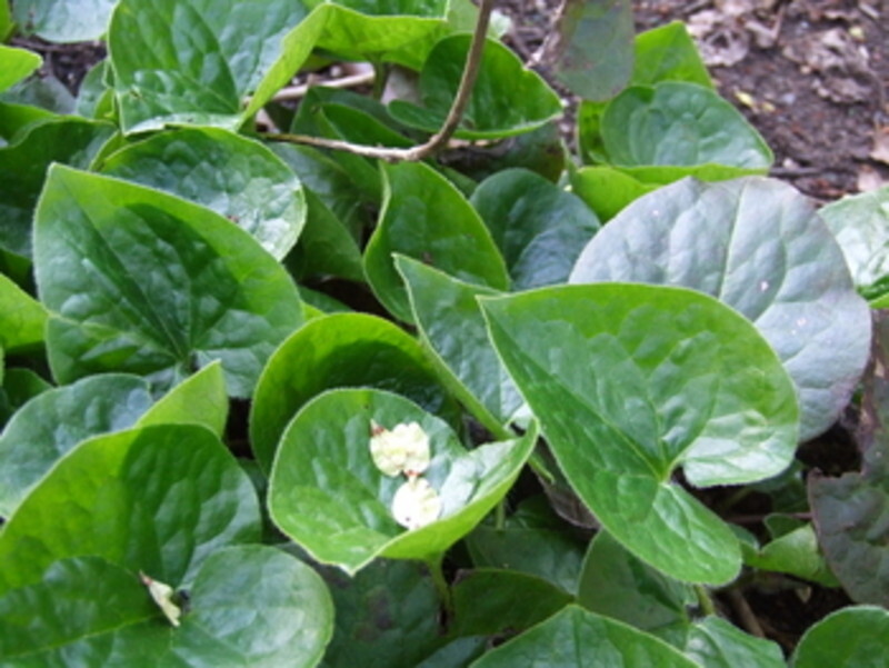 Asarum caudatum (British Columbia Wild Ginger)