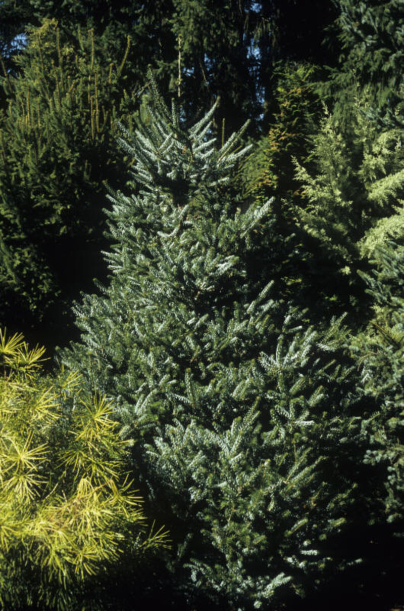 Abies koreana 'Silberlocke' (Korean Fir)