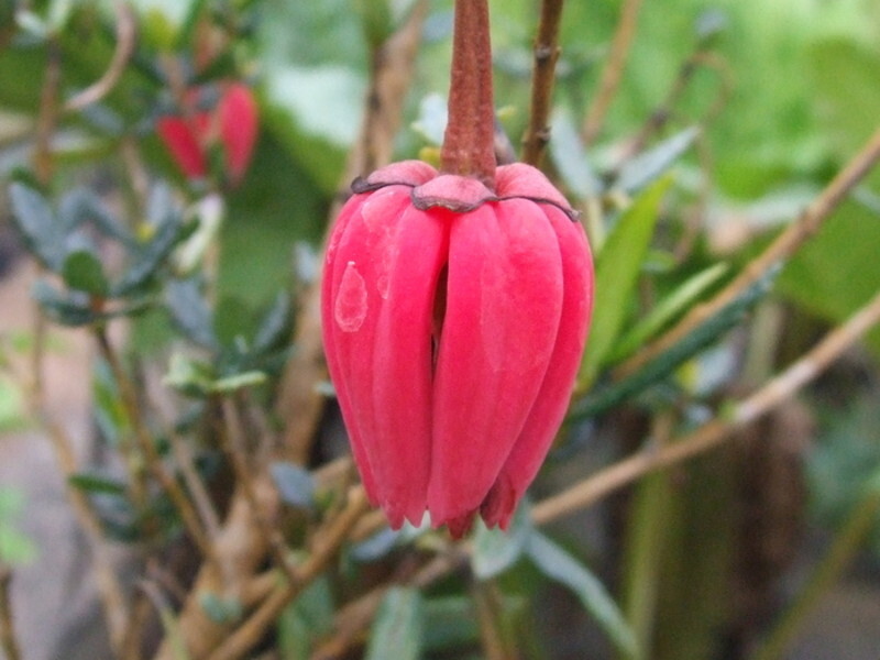 Crinodendron hookerianum (Chilean Lantern Tree)