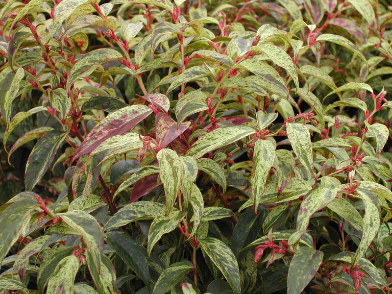 Leucothoe fontanesiana 'Rainbow' (Drooping Laurel or Switch Ivy)