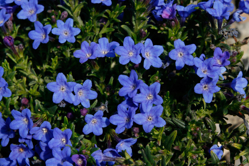 Lithodora diffusa 'Grace Ward' (Acidsoil Lithodora)