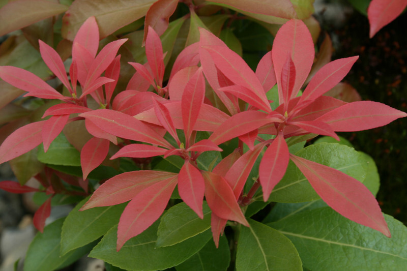 Pieris japonica 'Shojo' (Shojo Japanese Pieris or Lily-of-the-Valley Shrub)