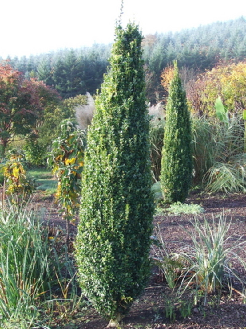 Buxus sempervirens 'Graham Blandy' (Common Boxwood or English Boxwood)