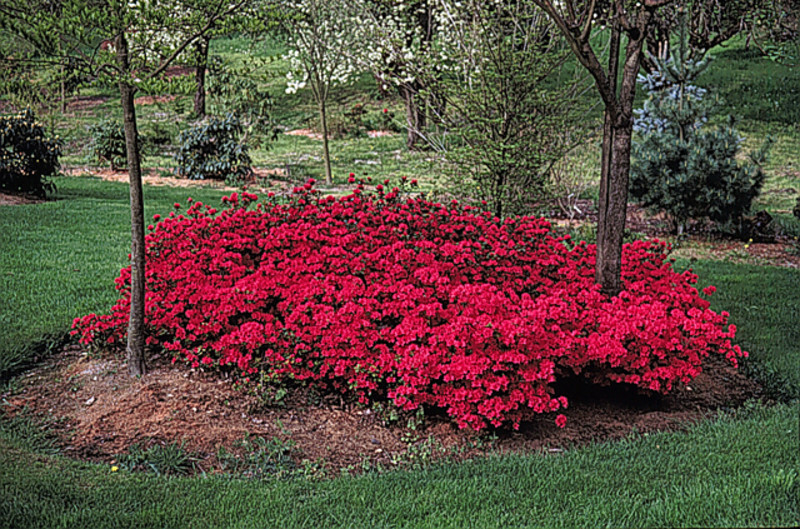 Rhododendron 'Hino Crimson'