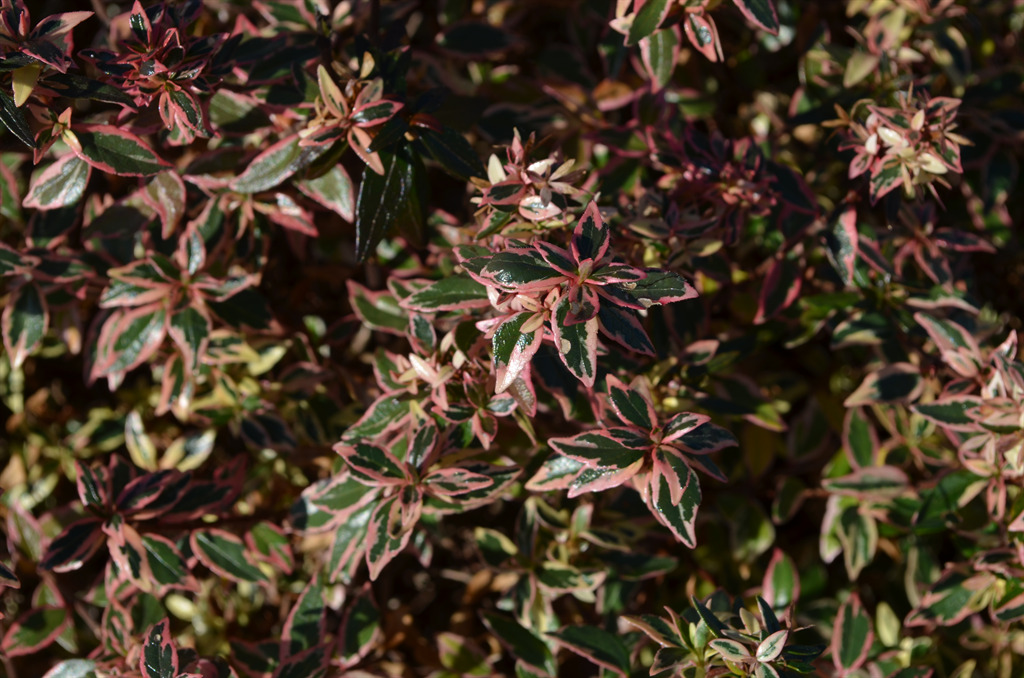 First Editions® Vanilla Brandy  Abelia