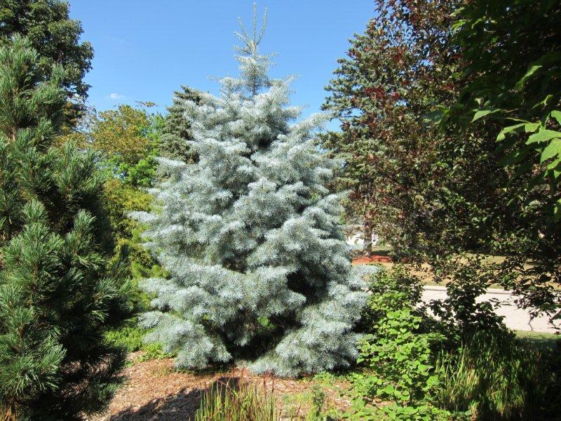 Abies concolor 'Blue Cloak'