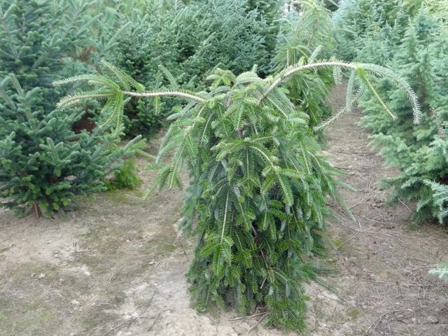 Albies alba Green Spiral