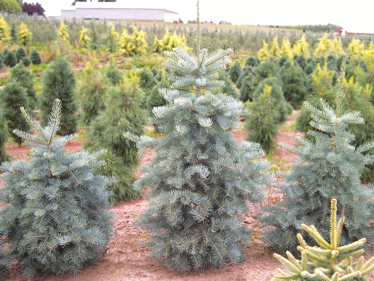Abies concolor 'Blue Select'