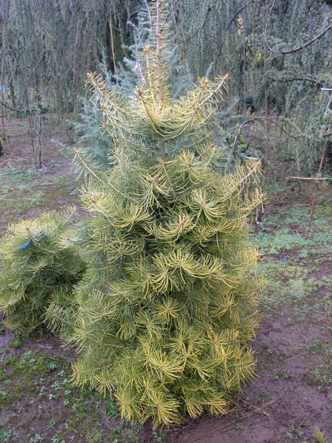 Abies concolor Winter Gold