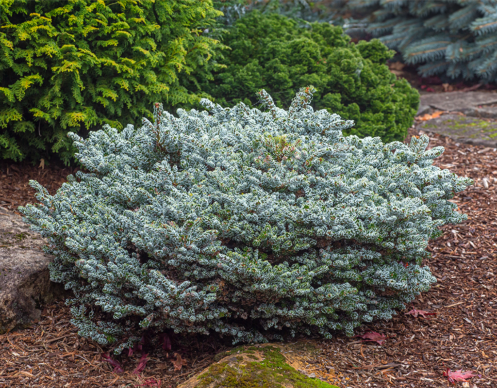 Abies koreana 'Ice Breaker' courtesy of Iseli Nursery