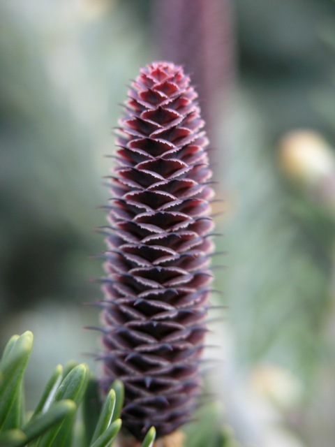 Abies koreana Nanaimo