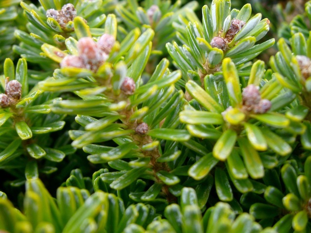 Abies koreana Silberperle