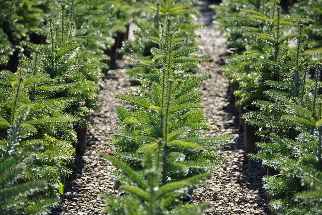 Abies nordmanniana