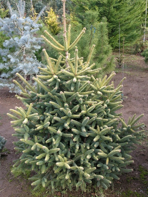Abies pinsapo 'Aurea'