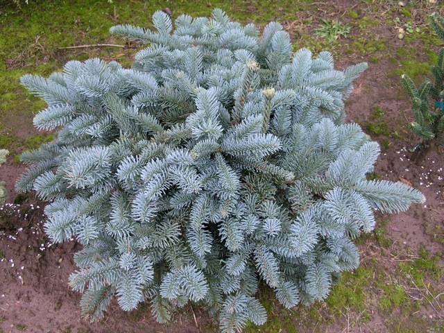 Abies procera Glauca Prostrata