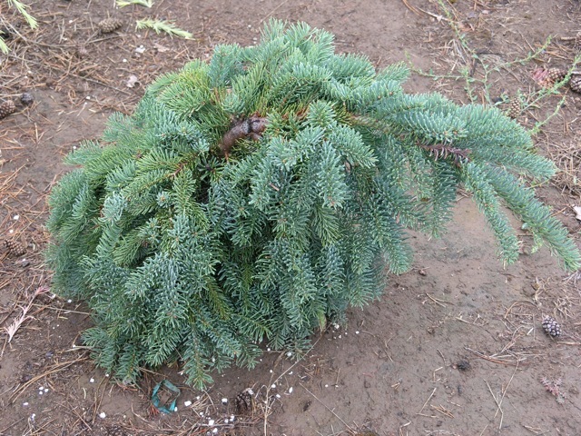 Abies procera 'La Graciosa'