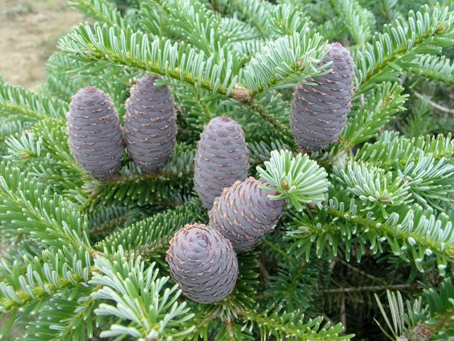 Abies x arnoldiana Poulsen