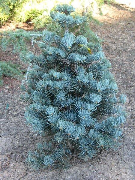 Abies concolor 'Compacta'
