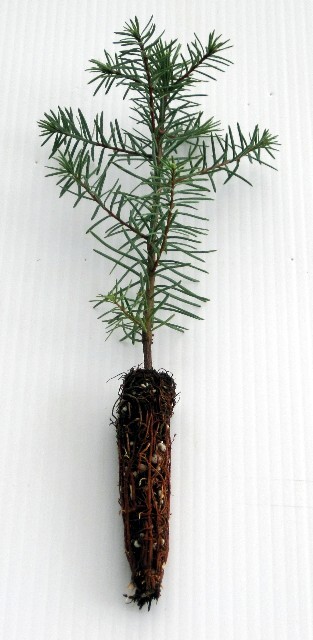 Abies procera