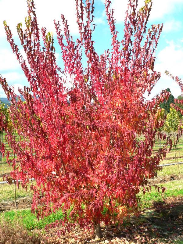 Amur Maple