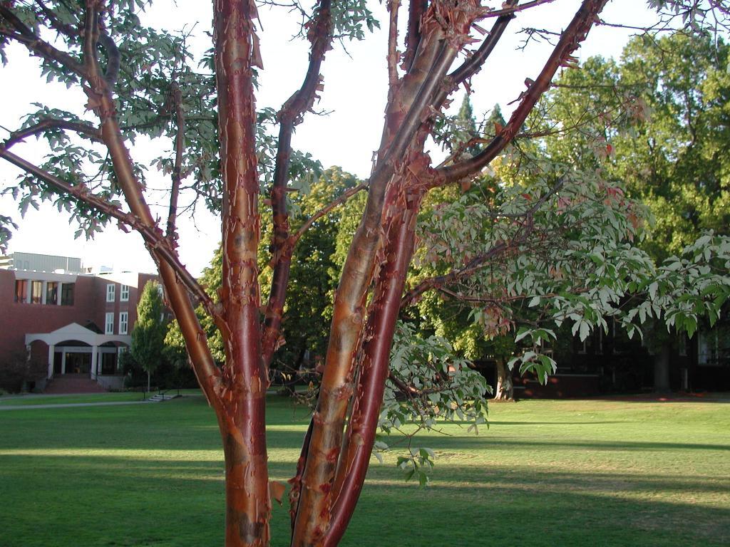 Paperbark Maple