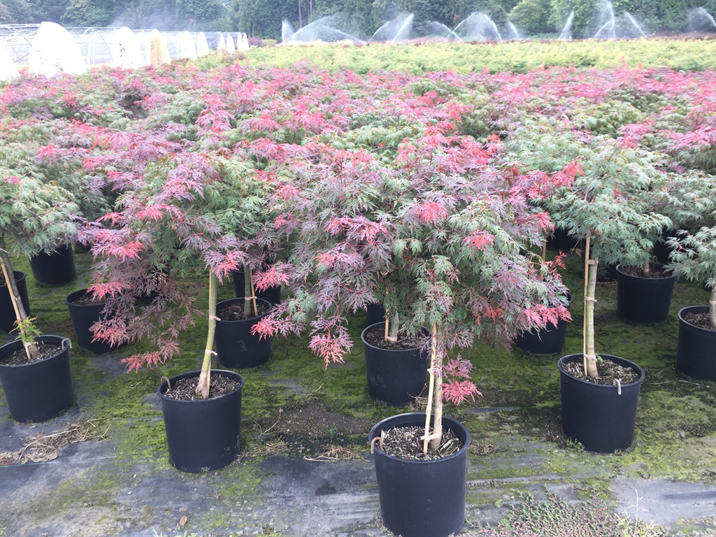 Acer palmatum var. dissectum 'Orangeola'
