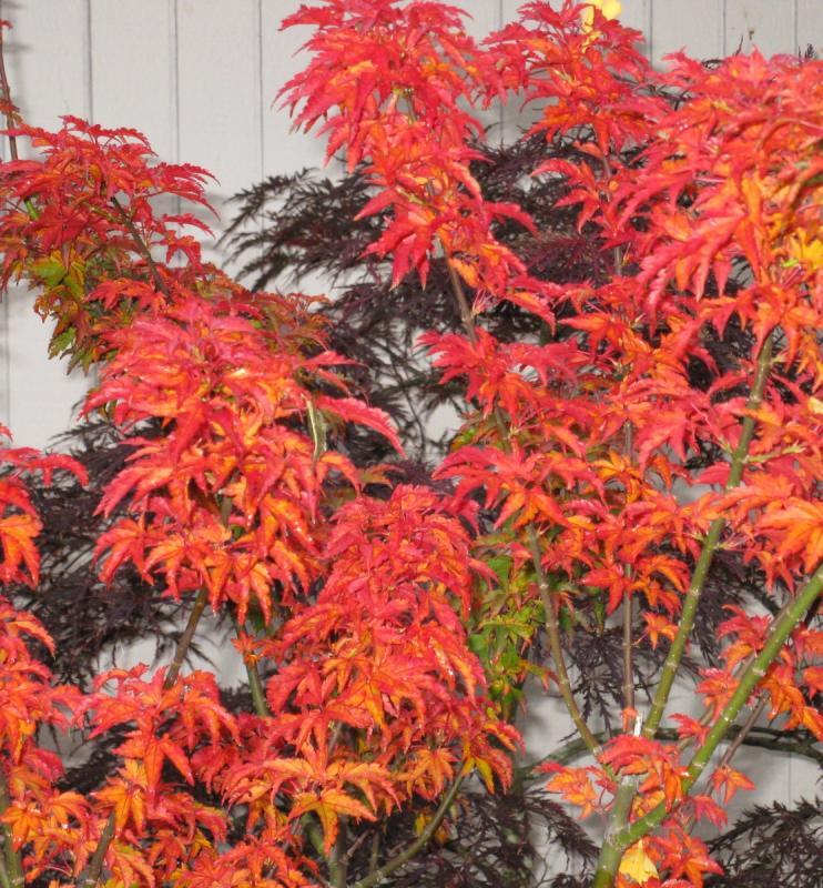 Acer palmatum 'Shishigashira'