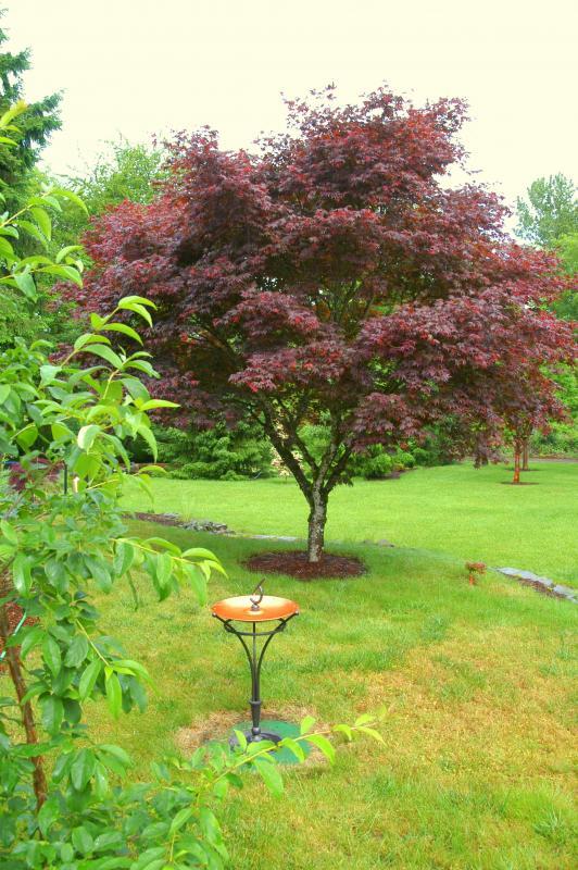 Acer palmatum var. atropurpureum