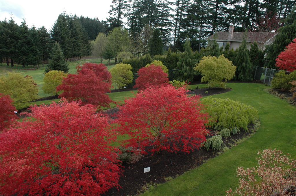 Acer palmatum Assorted Cultivars