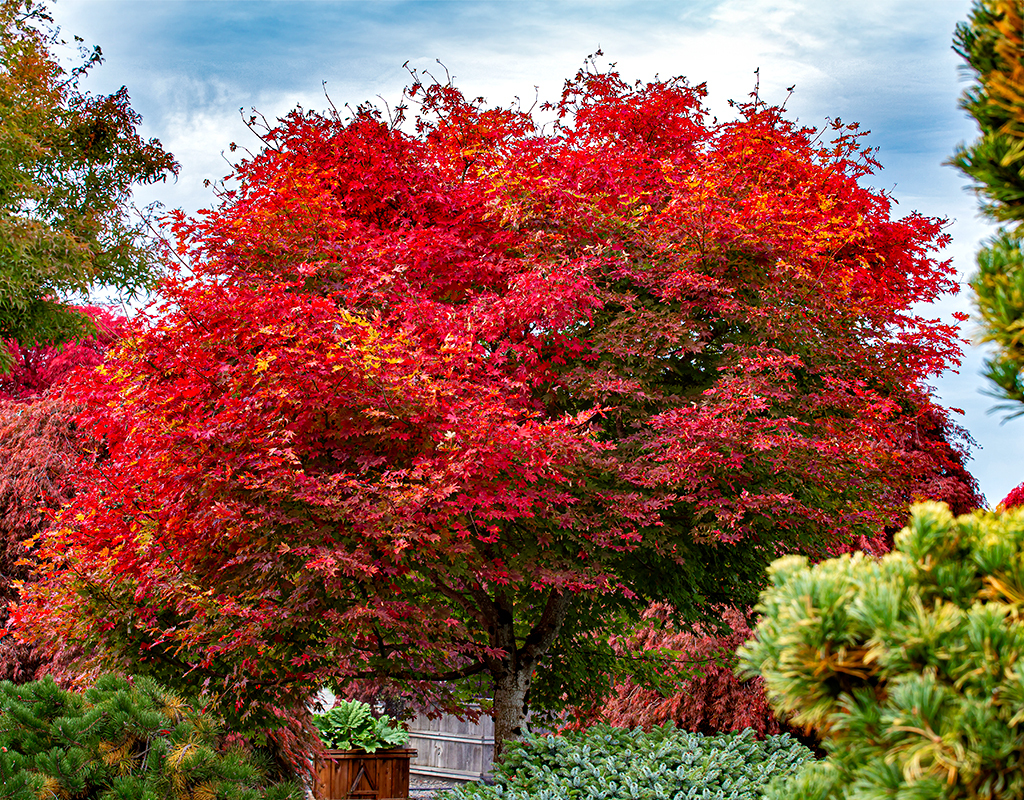Acer x pseudosieboldianum 'IslNW' courtesy of Iseli Nursery